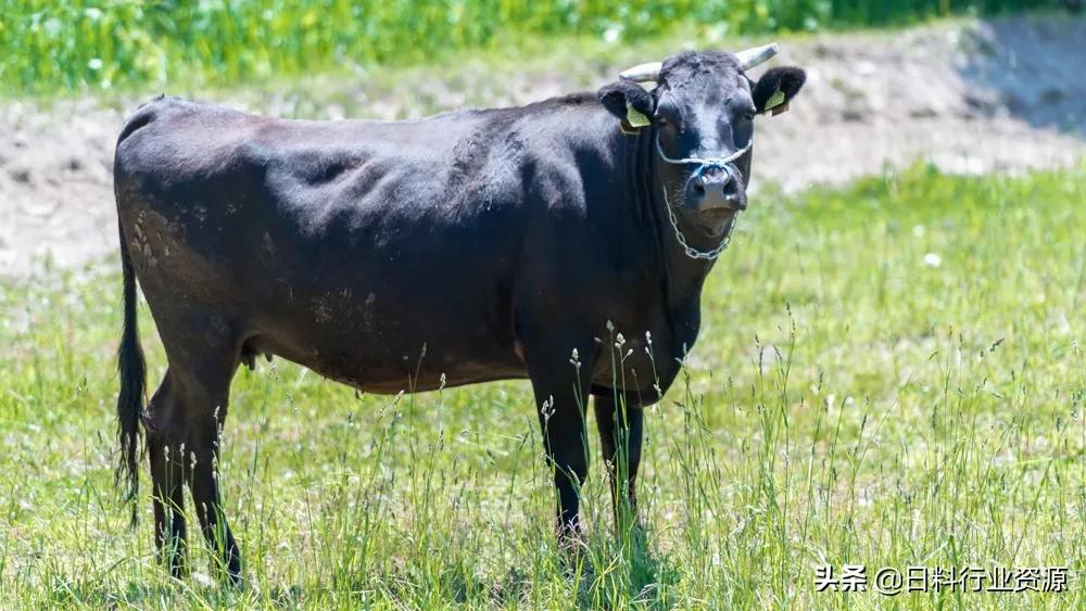 日本和牛为什么叫和牛,日本和牛为什么是雪花牛排