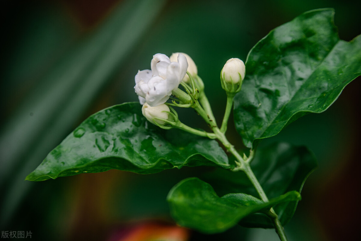 茉莉花冬季搬进有暖气屋里怎么养,茉莉花怕太阳晒吗怎么样养茉莉花