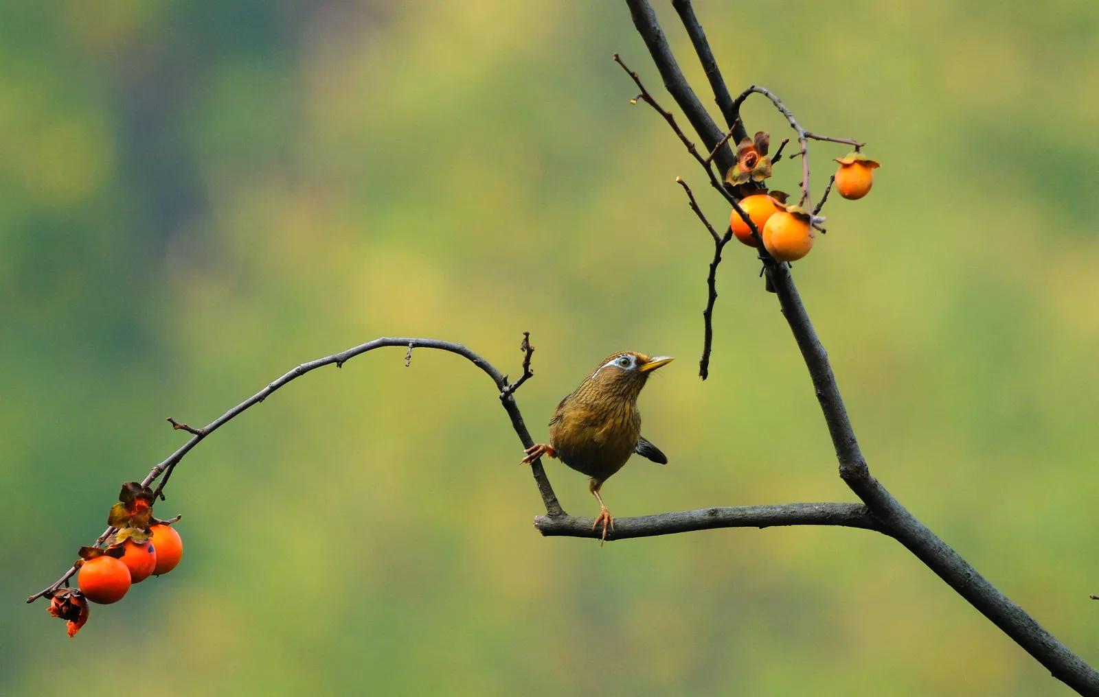 平顶山鲁山县红腹锦鸡,鲁山县红腹锦鸡
