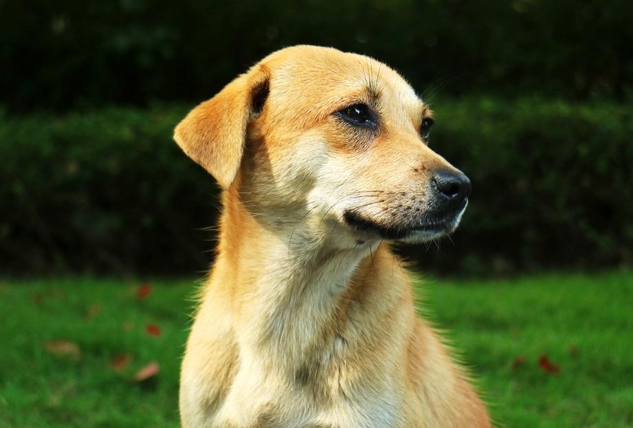 宋代妖人董师秀电影片段,阴阳尼姑董世秀结局