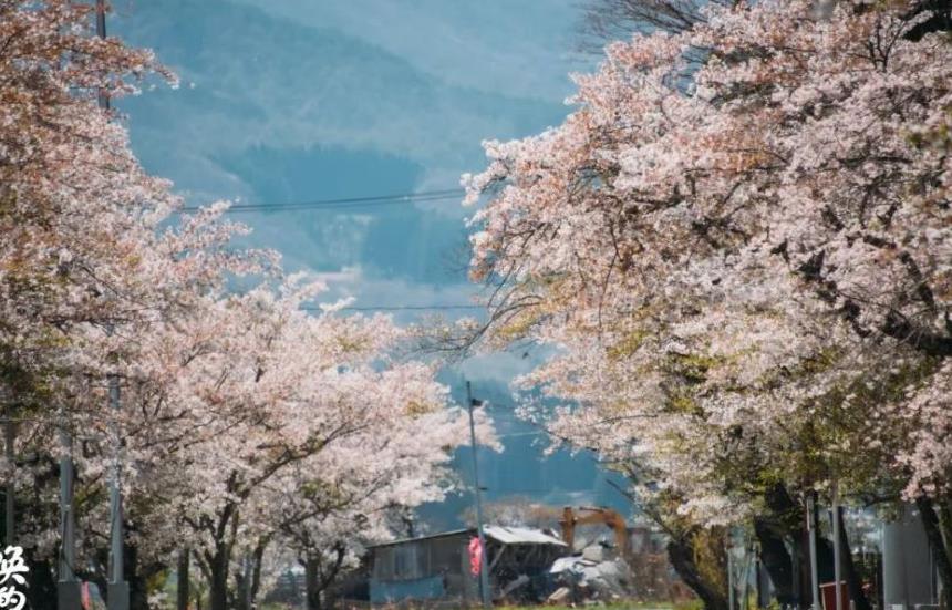 往返福岛11年，他拍下*污染核**区被遗弃的数百个毛孩子故事