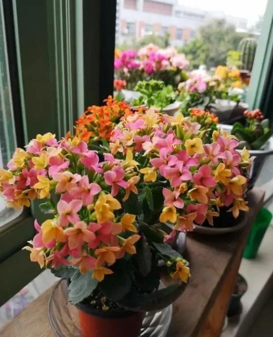 园艺花卉长寿花,花卉长寿花怎样才可以开花呢