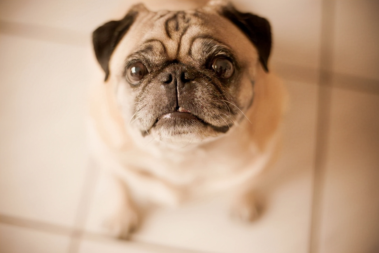 巴哥犬上吐下泻需要停食停水吗,巴哥犬呕吐频繁怎么回事