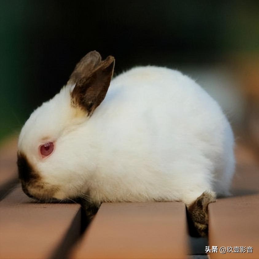 兔子有哪些品种宠物兔,兔子丰盛大餐