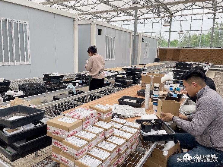 直播卖小多肉,小多肉特价