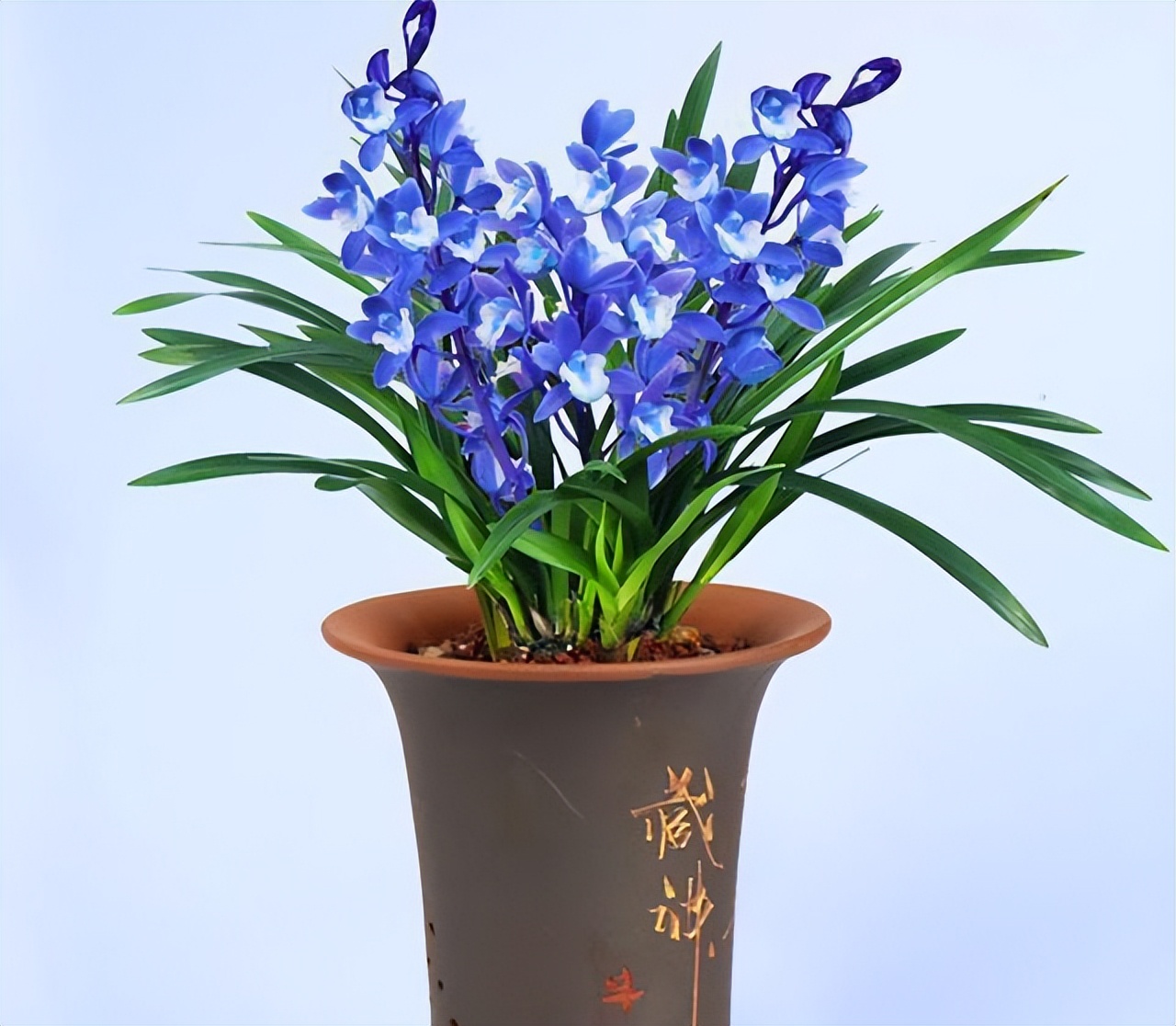 最美的四季兰,四方四季兰