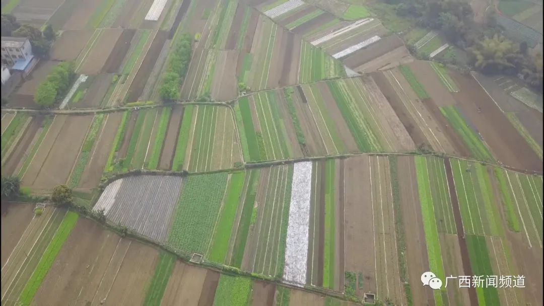 广西遭遇干旱天气,今年广西干旱多严重