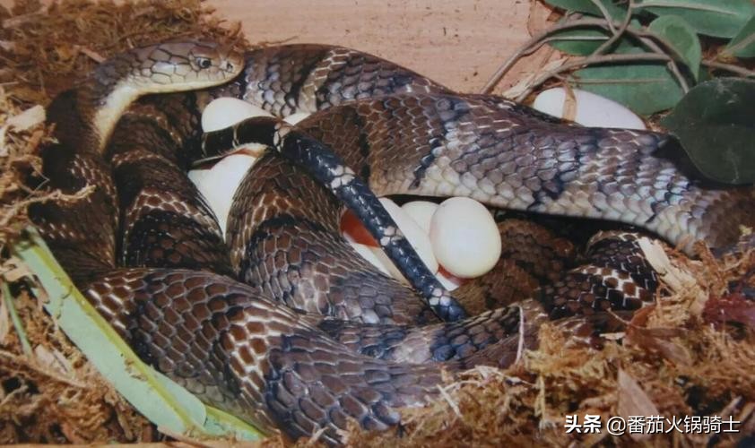 眼镜王蛇和眼镜蛇血清一样吗,孟加拉眼镜蛇和眼镜王蛇谁更厉害