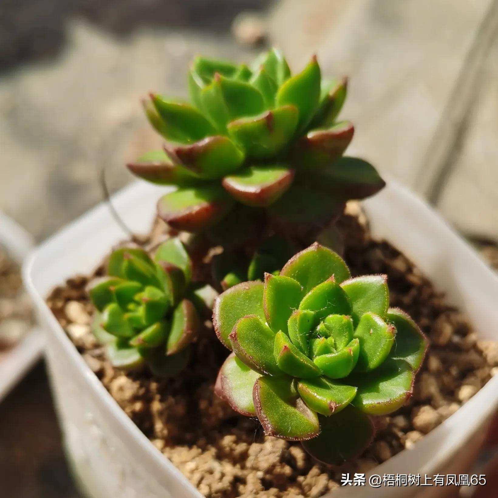 不好也不坏下一句,火焰蒂亚为什么不红