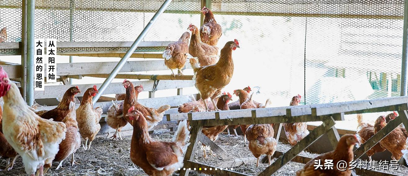 日本农业大县探寻乡村振兴新路,日本家庭农场农业模式