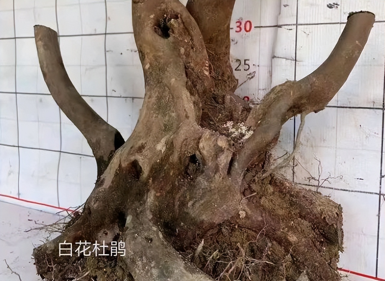 下山桩是否越高越不好养,所有下山桩都用同一种方法种植