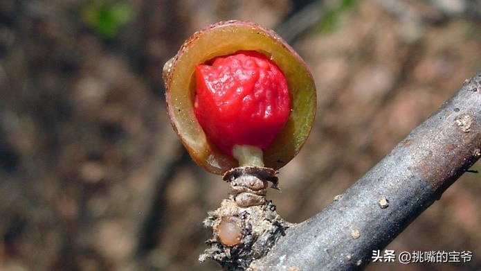 人口与北京相当，面积与*藏西**接近的尼日尔，有什么饥荒水果