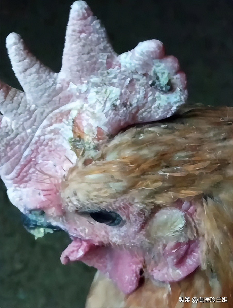 禽医玲兰姐谈鸡冠癣的治疗与预防