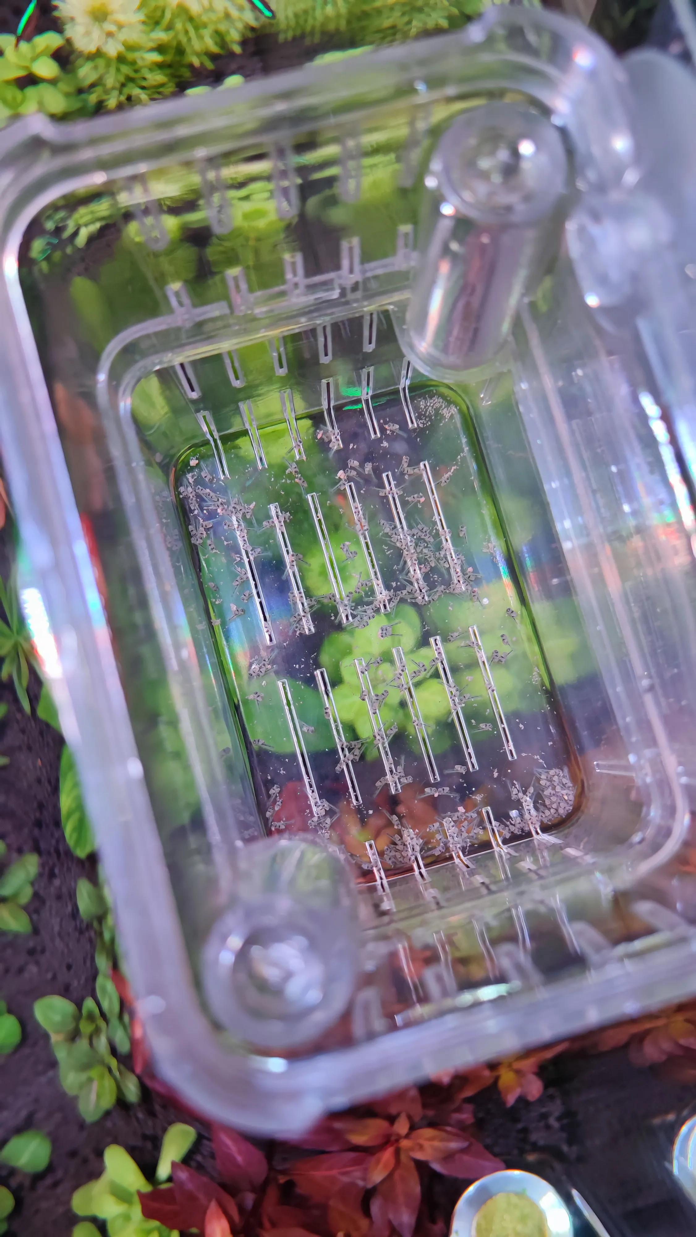 迷你鹦鹉鱼饲养温度养鱼老道,养鱼人的快乐迷你鹦鹉鱼