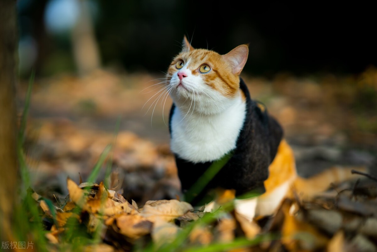 上海话海派方言视频,上海方言土话大全集