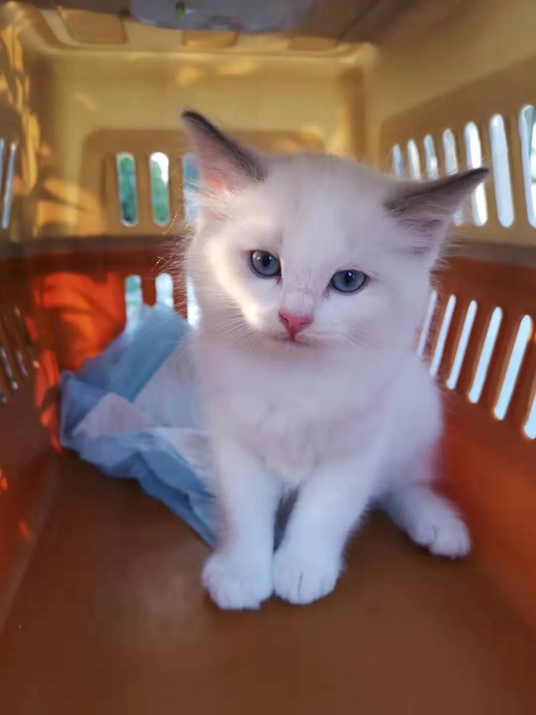 汤圆布偶猫,最好看的布偶猫汤圆