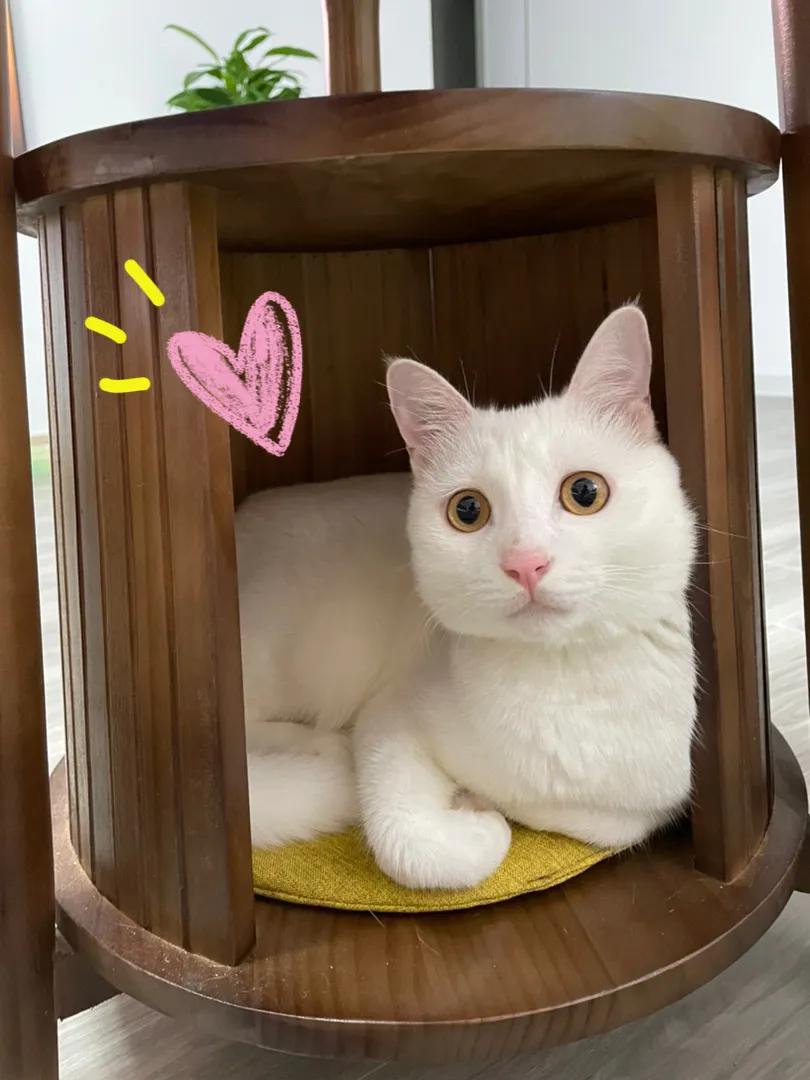 猫咪趾间炎会传染给人吗,趾间炎猫咪传染吗