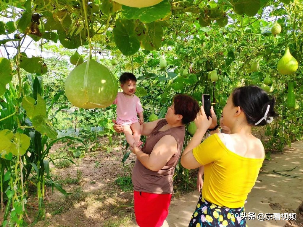 葫芦古镇葫芦大观园,葫芦世界视频