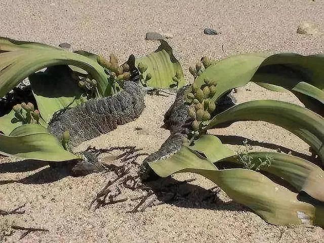 国色天香秀色可餐的美女 (秀色可餐与国色天香)