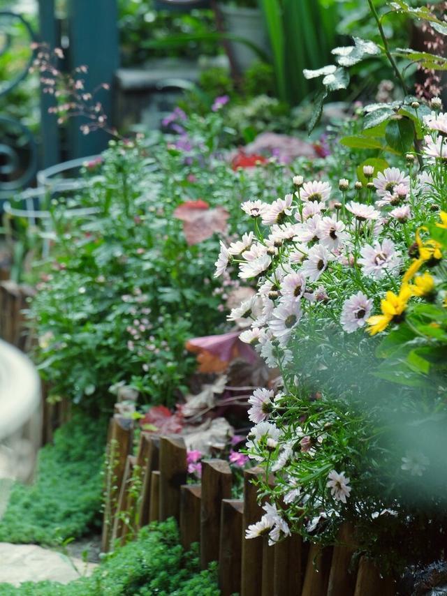 养花有小蚊虫用什么办法可以消灭,家里养花驱蚊虫小妙招