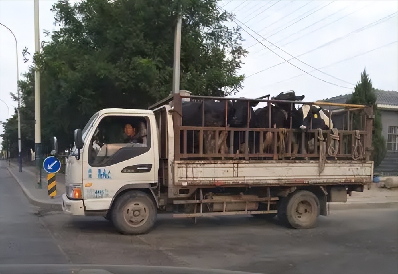 日本人山东租1500亩地的故事 (2006年日本人在山东租50亩地)