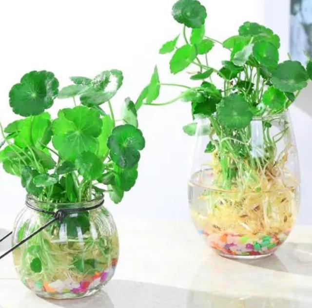 水培南天竹叶尖干枯怎么办,水培巴西木叶尖干枯怎么办