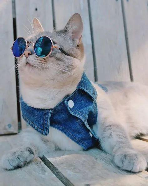 三种最不好养的宠物猫,千万不要养这三种宠物猫