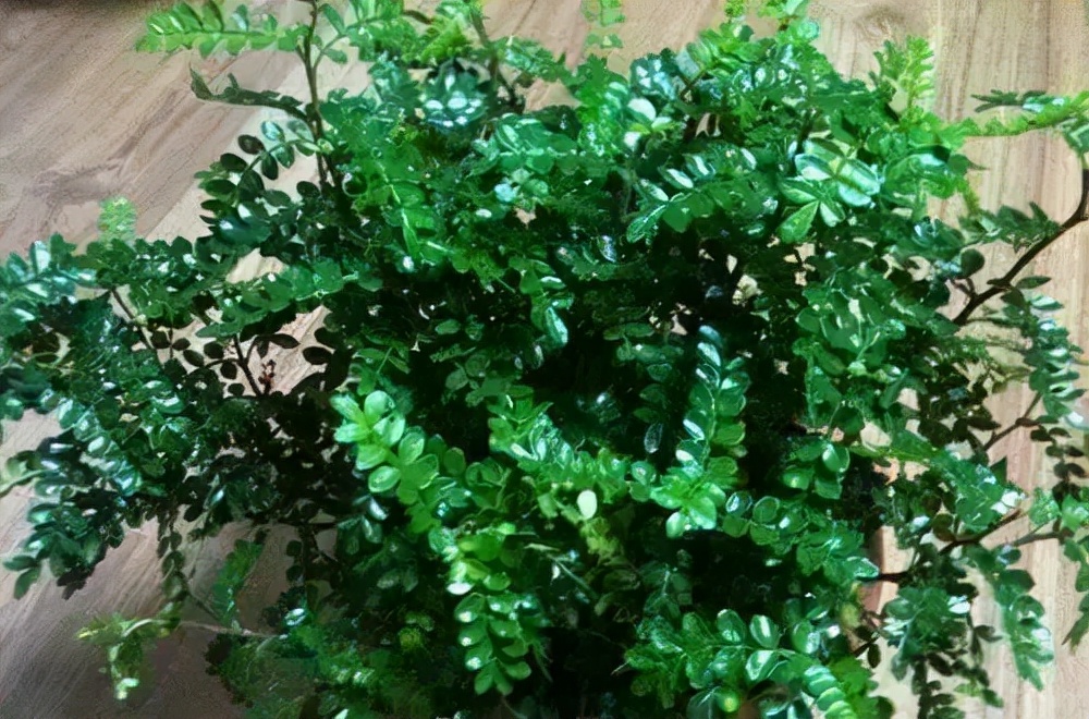 什么树自带香味好养,适合庭院种植的带香味的树