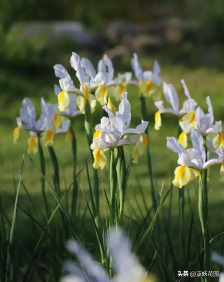 鸢尾花哪种比较好养,鸢尾耐寒品种