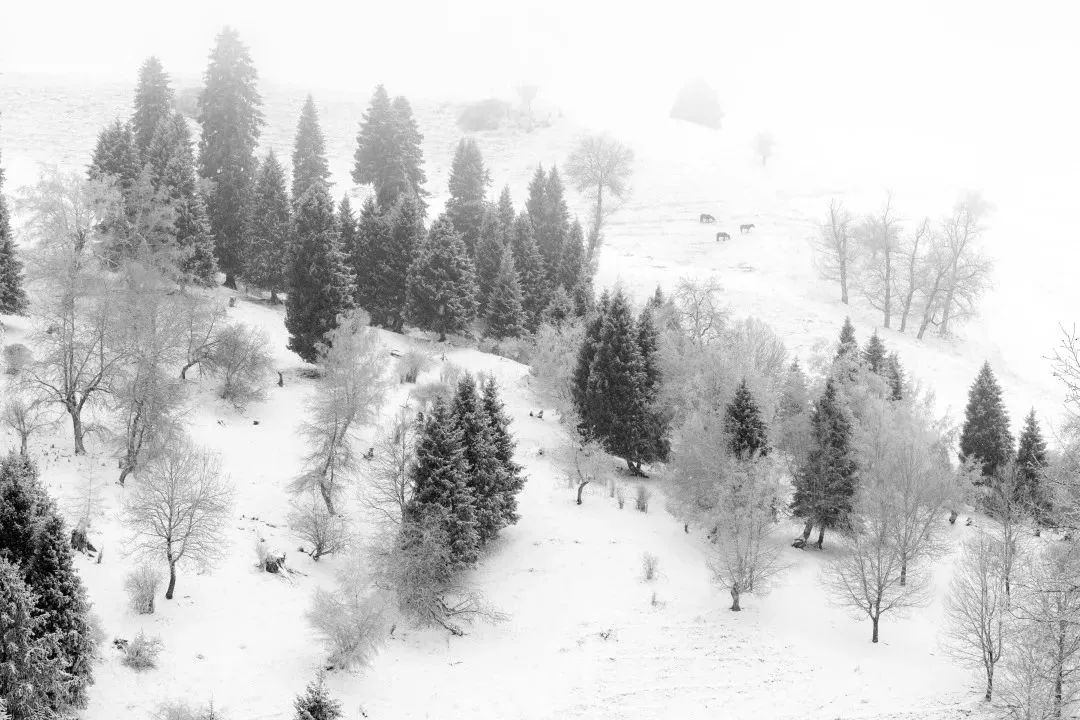 火了！新源又火了！全国瞩目，未来发展不可估量！为你的家乡比心