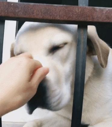 养狗首选这5种狗忠诚又好养,新手养狗适合养什么狗基础知识