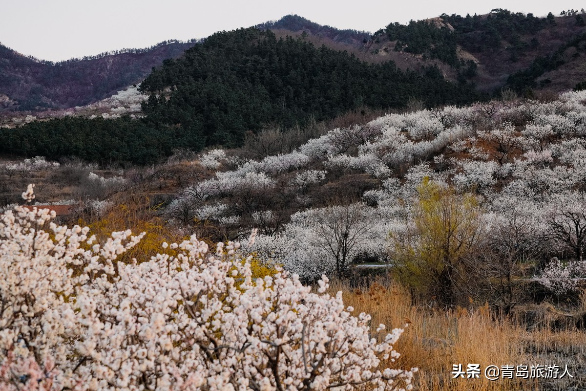 青岛樱桃谷樱桃花,青岛樱桃谷赏花