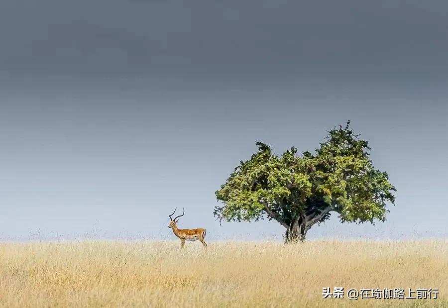 鸠摩罗什与玄奘翻译对比,鸠摩罗什和武则天是什么关系