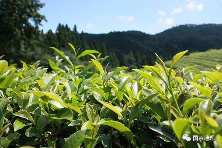 古代中国茶叶传到欧洲,中国茶是怎么传入日本