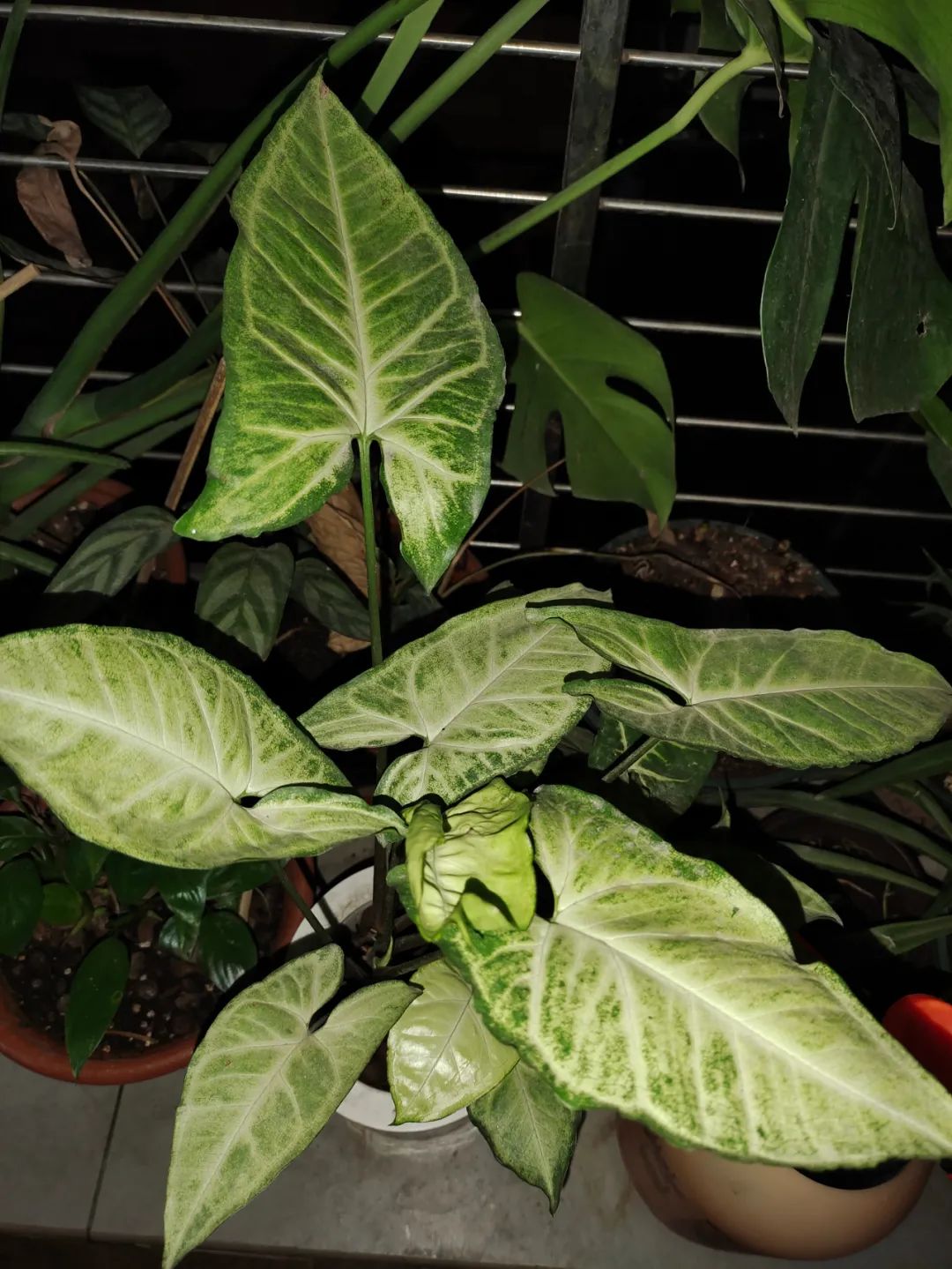 养花好物神器,花友必备神器