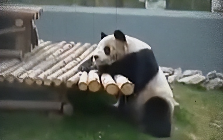 熊猫母子分开后再次相见,熊猫至死不渝的爱情