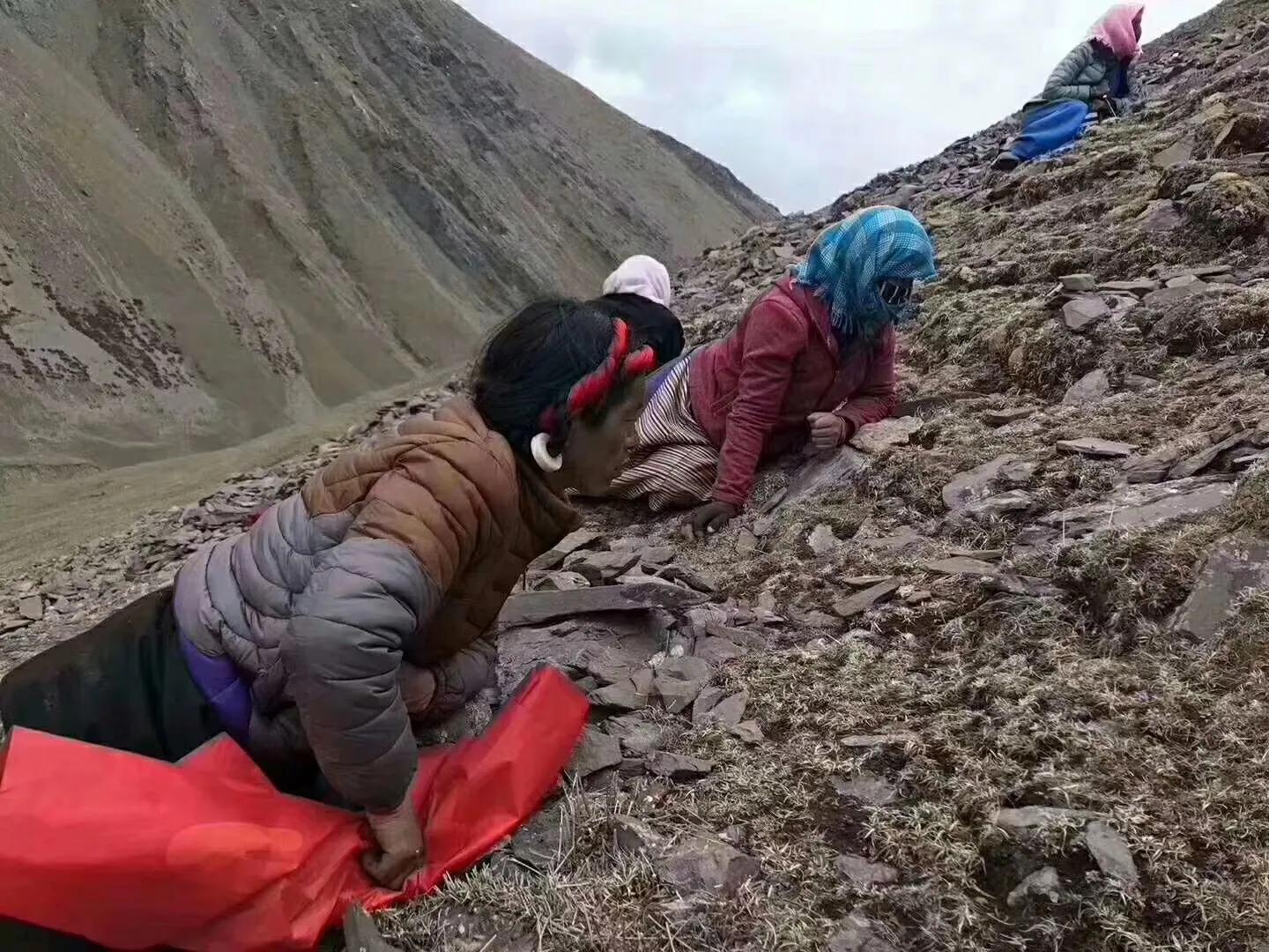 青藏高原真正的冬虫夏草,青藏高原虫草采挖视频