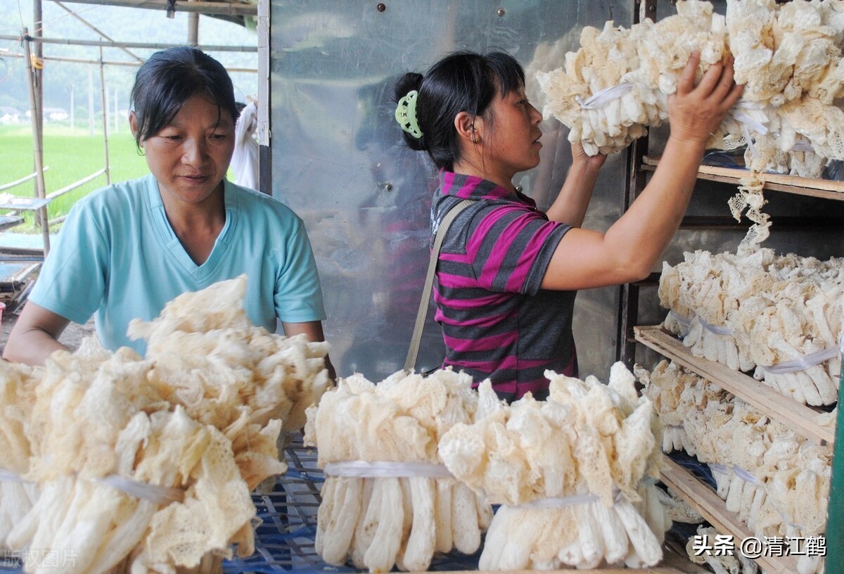 营养比鸡蛋好的竹姑娘怎么栽培产量高质量好？温度比施肥更重要