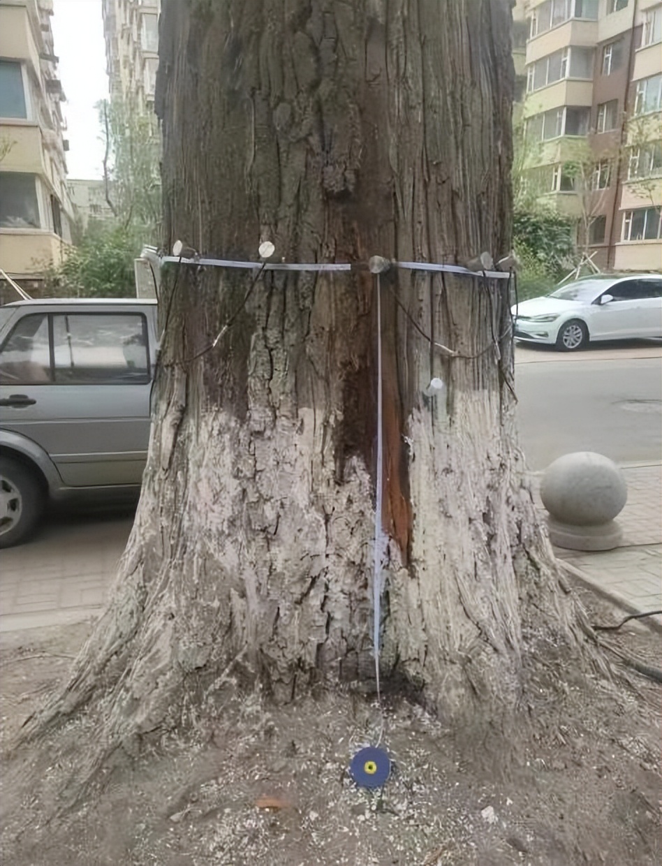 树木诊断中要注意哪些问题,树木健康监测与日常养护