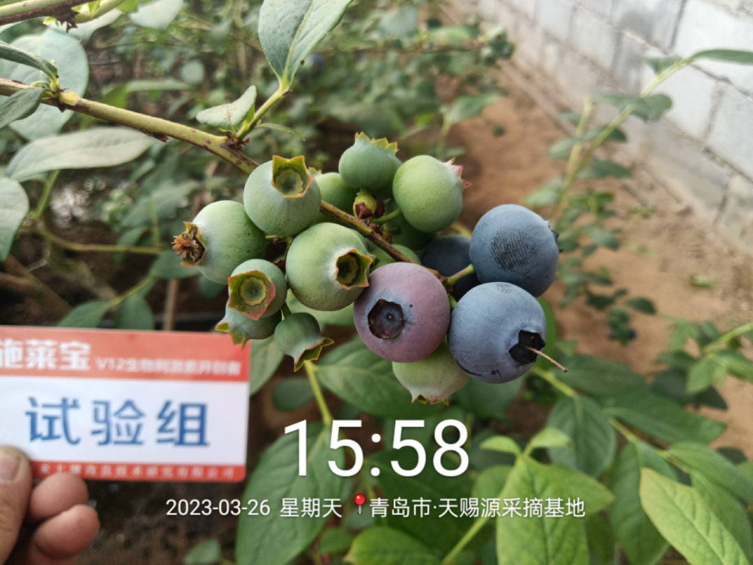 蓝莓大果哪个品种早熟,蓝莓大果新品种