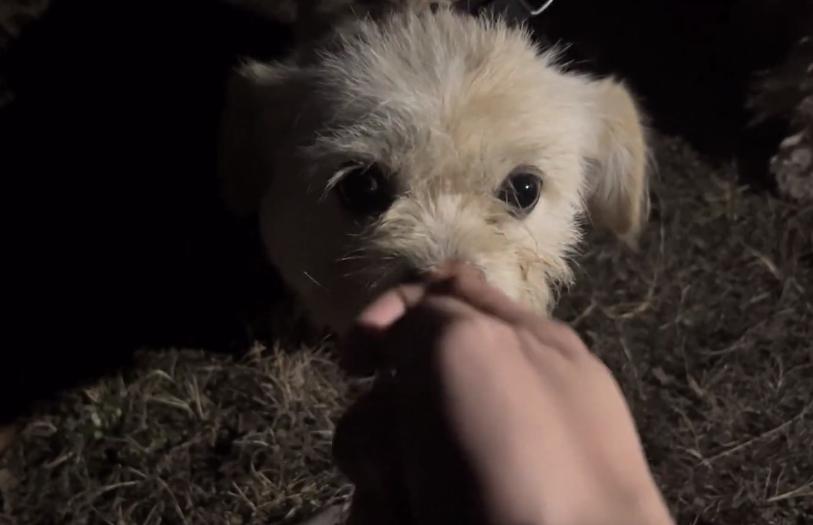 流浪小比熊到宠物店剪毛,在公园给比熊剪毛视频