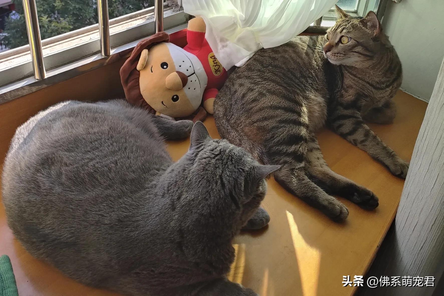 新手养猫省钱小知识大全,最全的新手养猫攻略