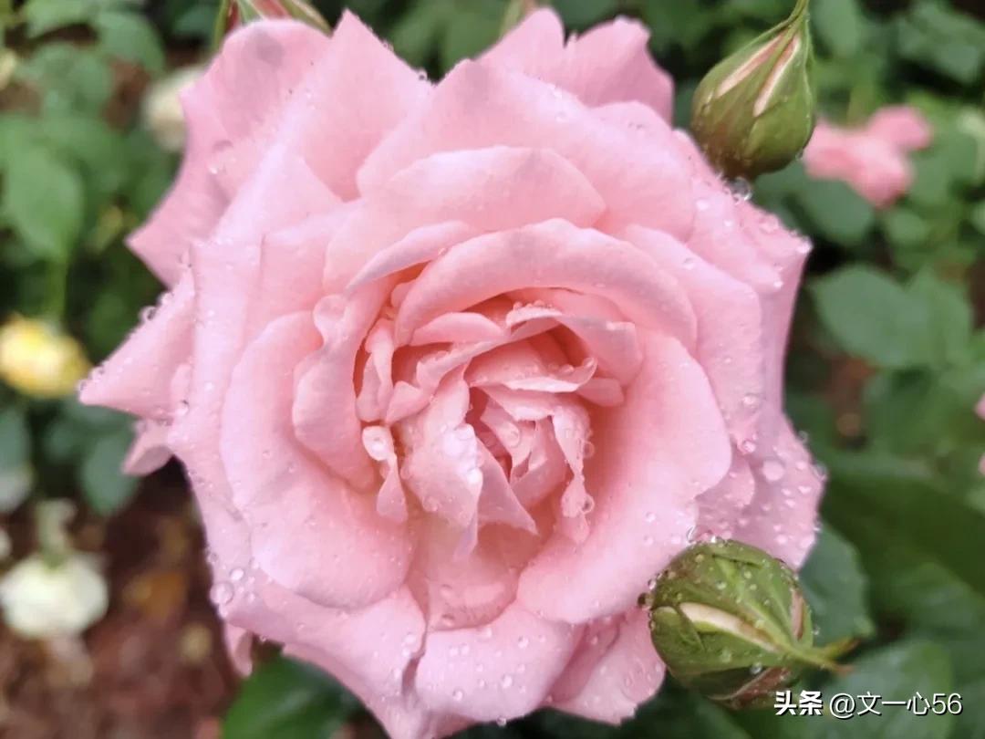 化疗的副作用和并发症,动脉化疗和静脉化疗副作用