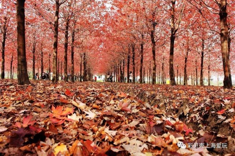 上海周边冬季游自驾游景点推荐,秋天上海自驾游路线推荐