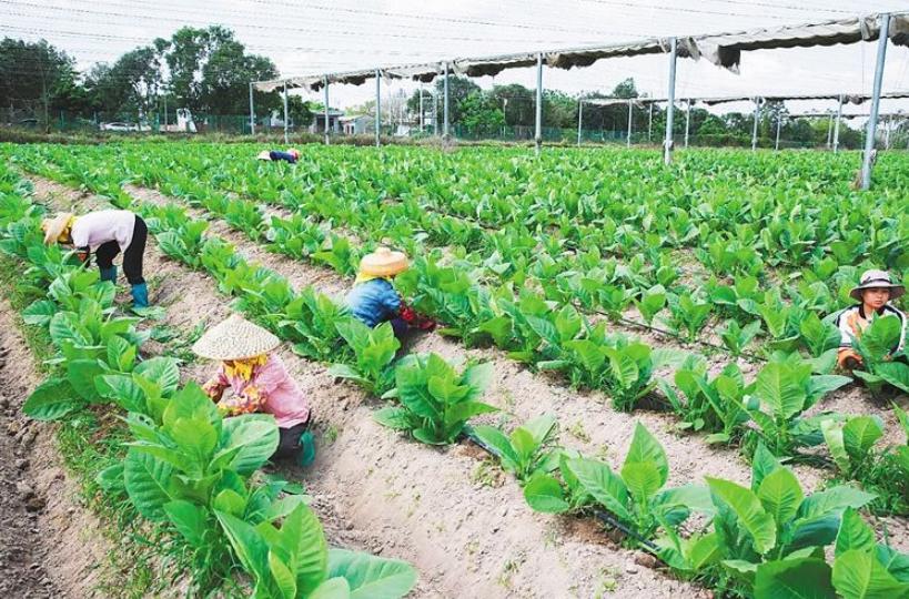 “东北第四省”海南：数以万计的东北人安家背后，藏着什么秘密？