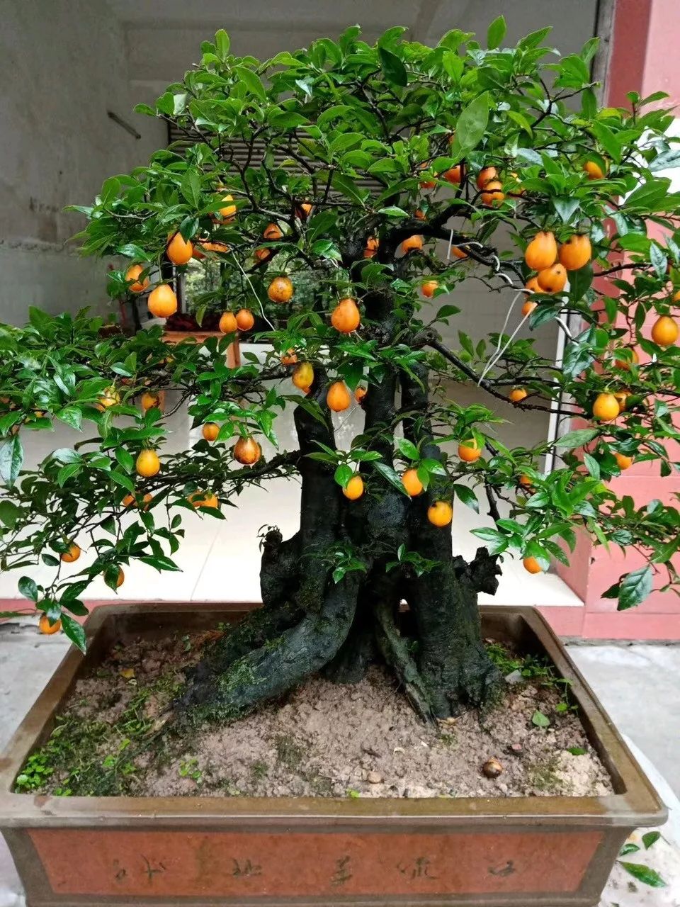 寓意发财好运的花有哪些,六种最旺财吉祥花