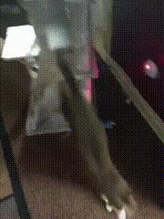 渣猫被小母猫找上门,渣猫出门被老婆抓