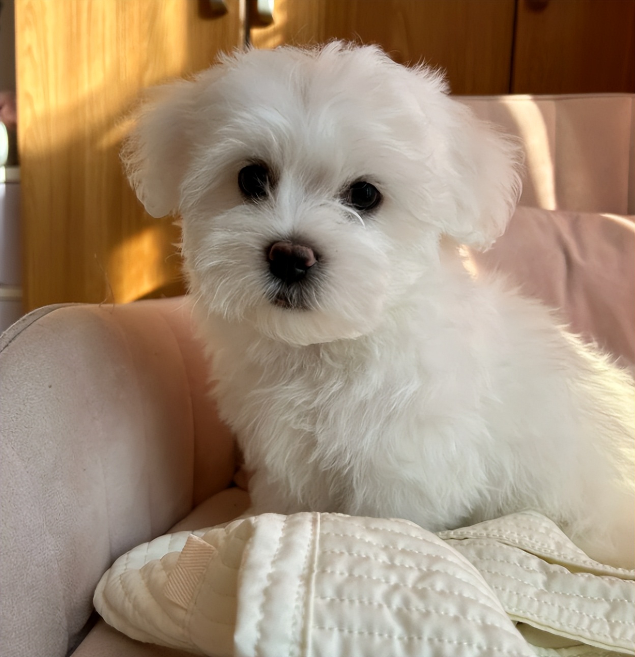 比熊多大的时候可以不关笼子养,怎样养小比熊新手教程