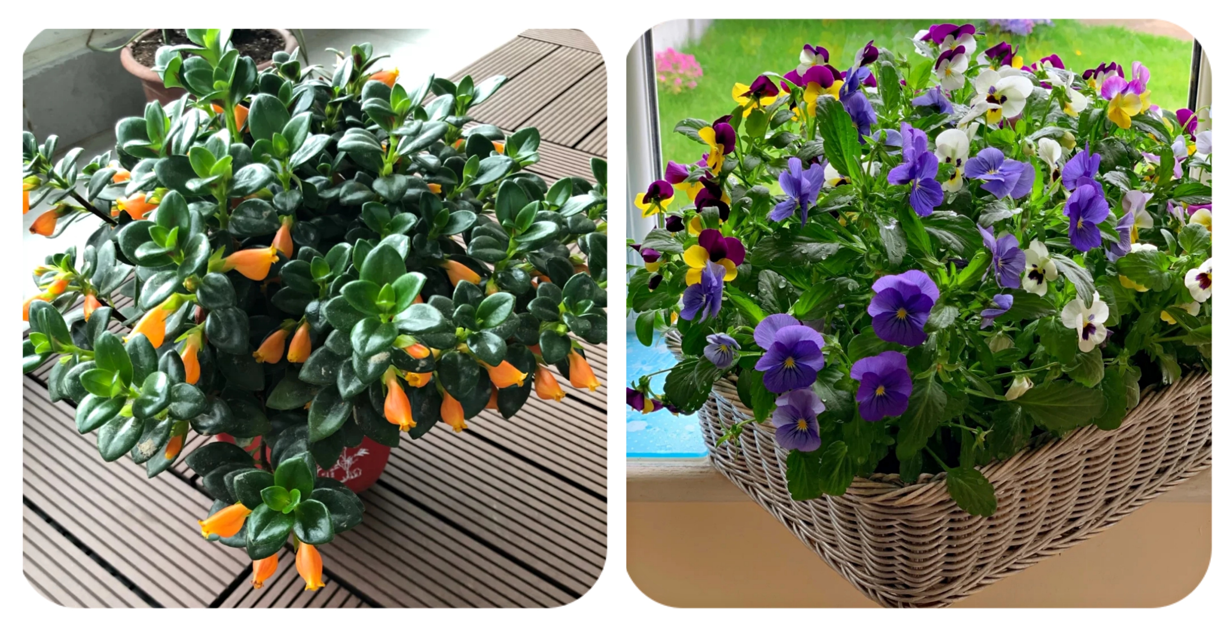 阳台上可以种什么蔬果,阳台上适合种的蔬果