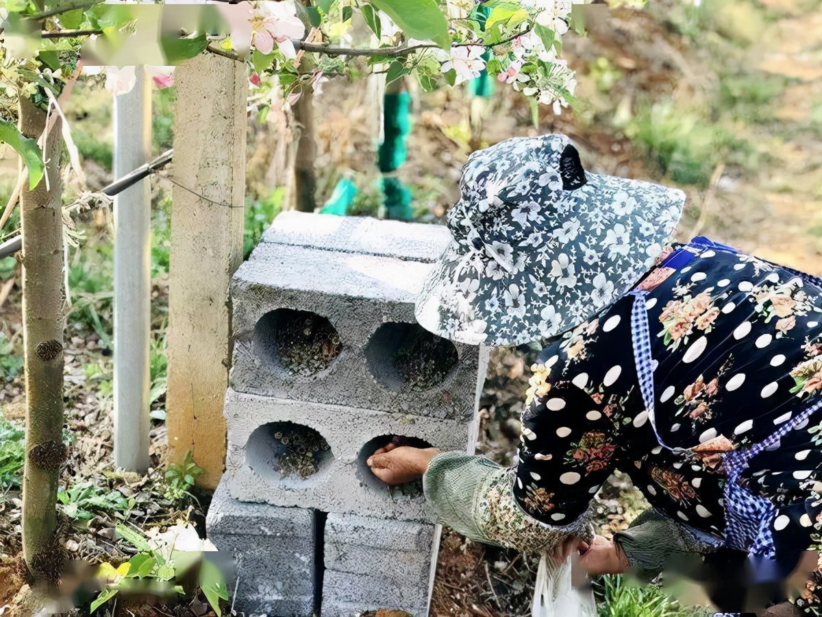壁蜂人工繁殖饲养能产蜜吗,果树壁蜂授粉回巢